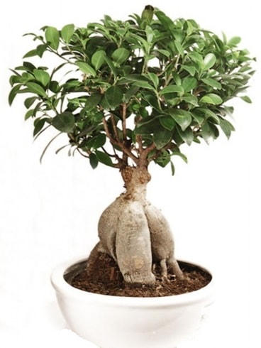 Ginseng bonsai japon aac ficus ginseng  stanbul ucuz iek gnder 